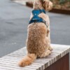 Harnais DOG COPENHAGEN WALK PRO – Image 5