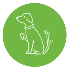 Education chien